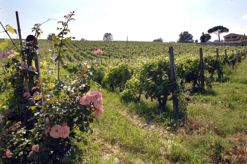 Agriturismo Buon Riposo - Country Resort In The Heart Of Tuscany San Giovanni a Corazzano Exterior photo